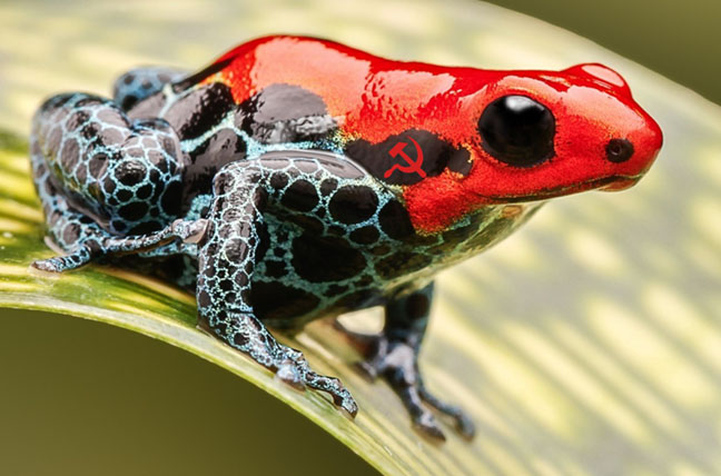 162-1622118_poison-dart-frog-red-close-up-jumping-poisonous.jpg
