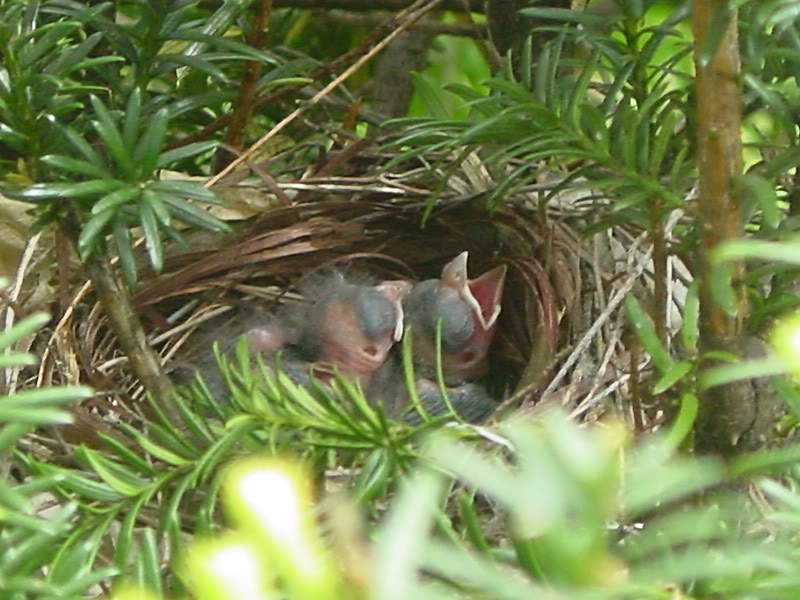 babybirds1.jpg