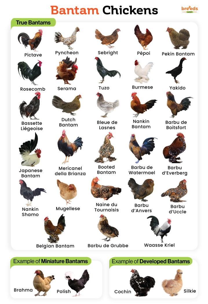 Bantam-Chickens.jpg