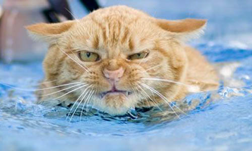 cat-in-pool.jpg