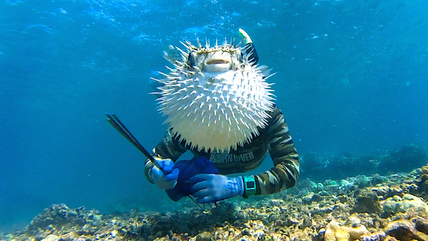 CATERS_Pufferfish_Photobombs_Diver_02-copy.jpg
