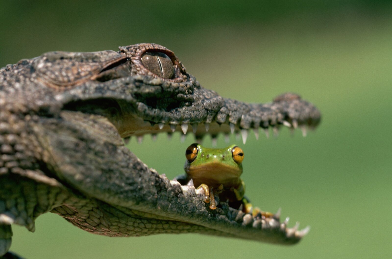 Crocodile-Frog.jpg