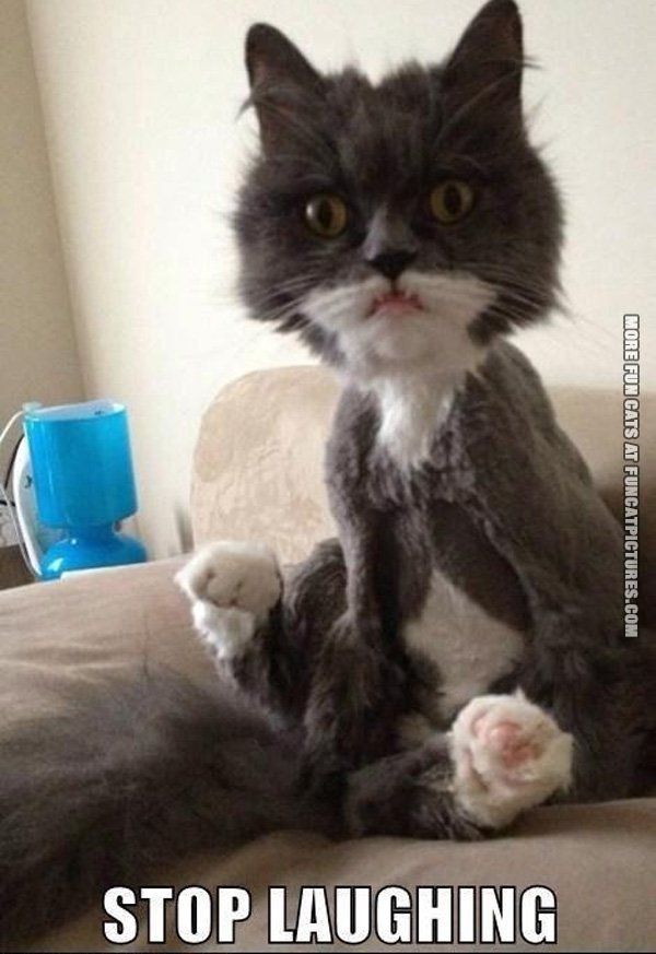 fun-cat-picture-stop-laughing-shaved-cat.jpg