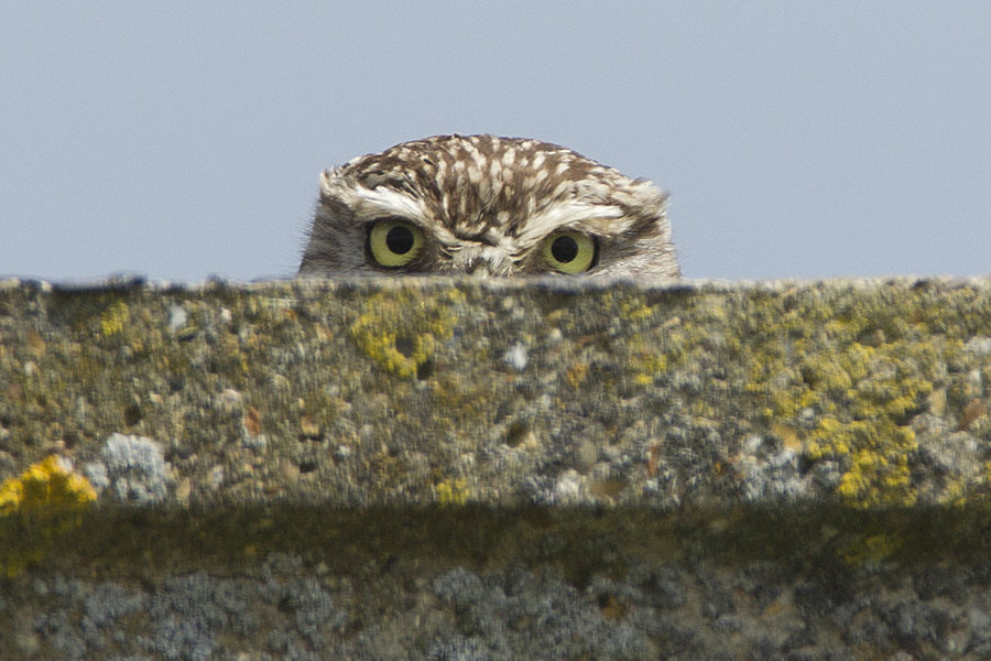 i__m_watching_you___little_owl_by_jamie_macarthur-d54fc7f.jpg