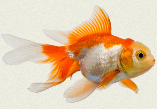 red-white-fantail-fancy-goldfish.jpg