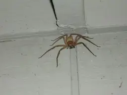 spider.webp