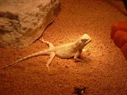 my lizard.jpg