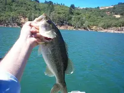 7-3bass3.webp
