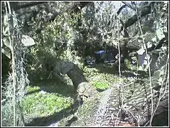 tree[1].crushing.car.webp