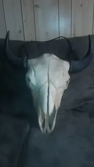 Skull1.webp