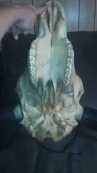 Skull3.webp