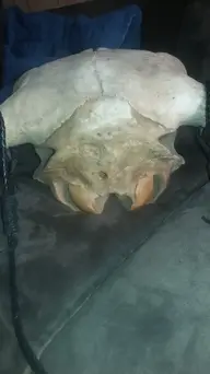 Skull4.webp