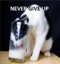 Screenshot (182).webp
