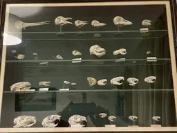 skulls.webp