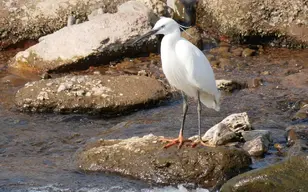 egret3 (2).webp