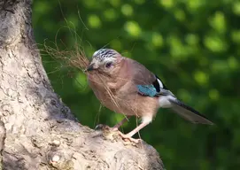 jay5v2.webp
