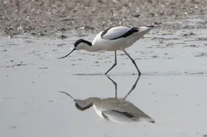 avocet - P1001048.webp