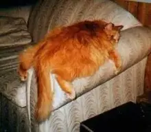 pusscouch.webp