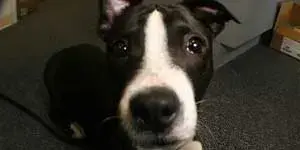 puppy1_small.webp