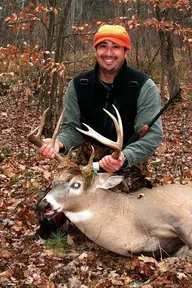 deer copy.webp