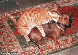 CatHumpingDog.webp