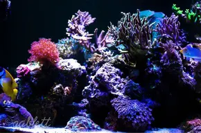 ImageUploadedByTapatalk1402860105.085685.webp