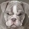 BullDog