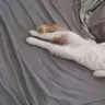 LeChat15