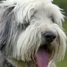 JoaquinKhazril