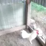 Little chicken T-Maxx