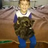 Ambis