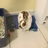 Surchaufeur