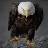 C.Rambo17