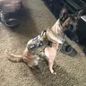Gundogblue