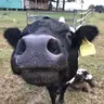 Oldfart