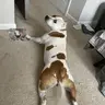 MooTheDog