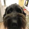 mdog