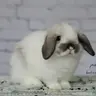 BunBun