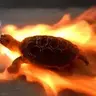 fireturtle