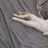LeChat15