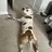 MooTheDog