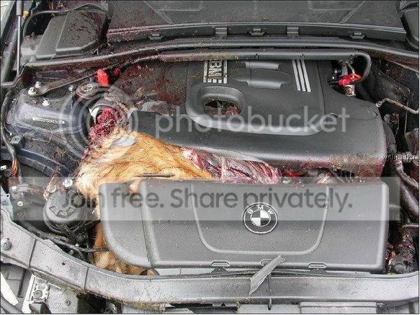 bmwdeer3.jpg