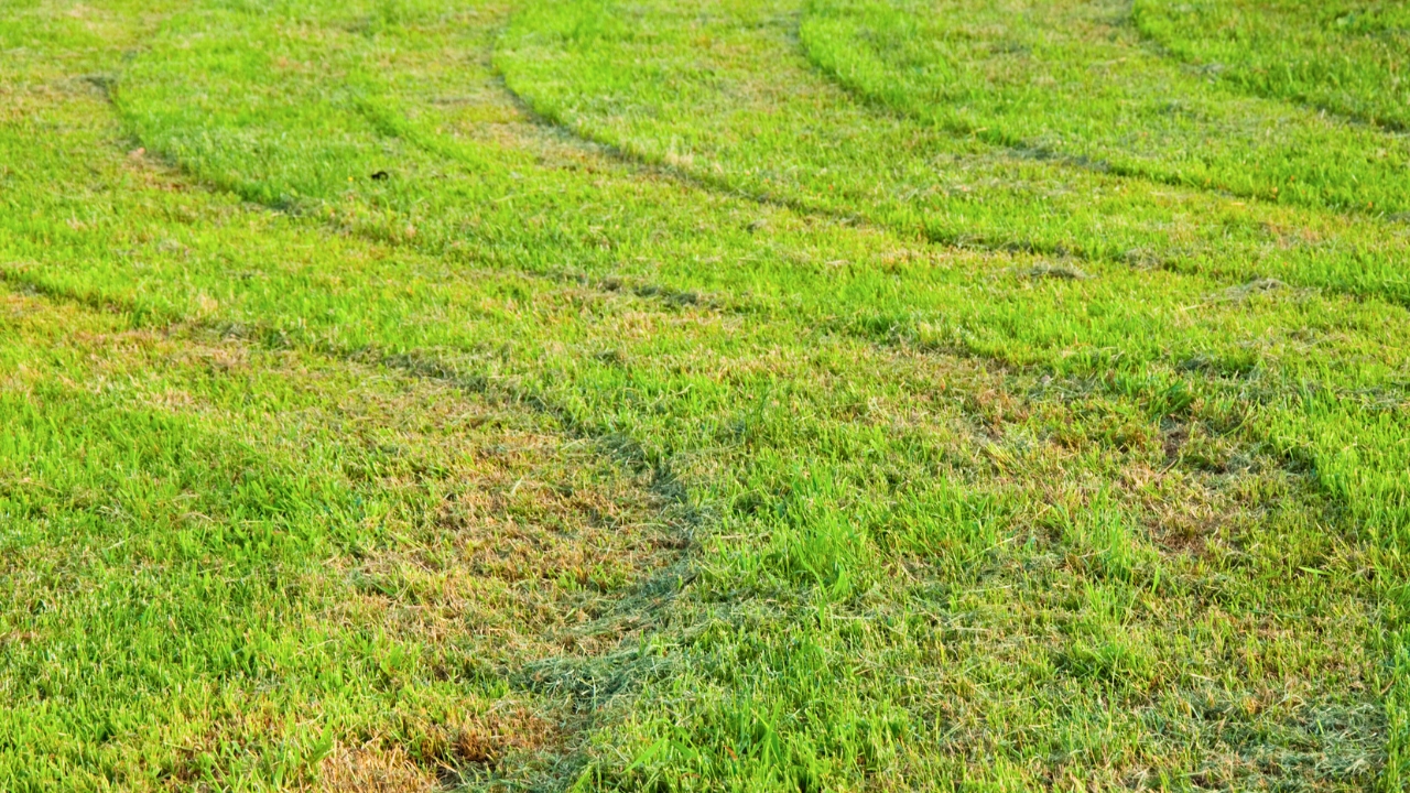 bad-mow-job-1.jpg
