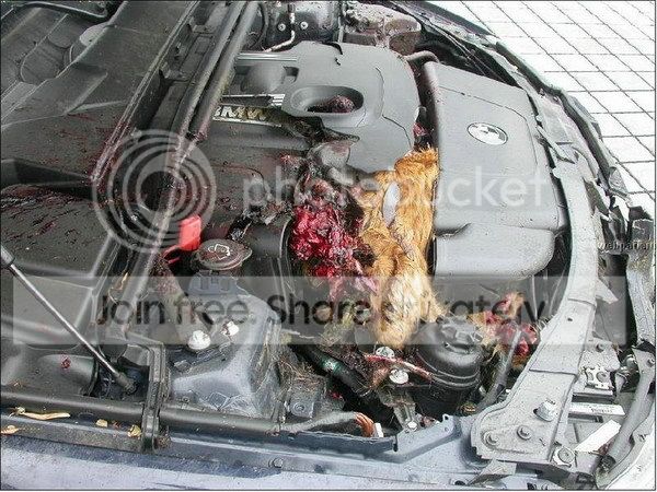 bmwdeer4.jpg