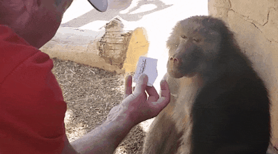 955b7e452c1a4fc781e918ecd09c4329.gif